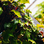 Flickr photo 11102023-VelocityInvitational-2498