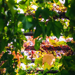 Flickr photo 11102023-VelocityInvitational-2484