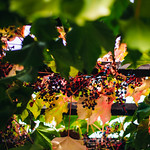 Flickr photo 11102023-VelocityInvitational-2499