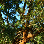 Flickr photo b12013-06545